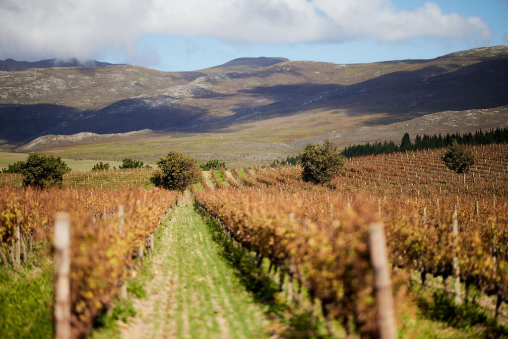 A scenic view of Creation Wine Estate in the Hemel en Aarde region of Hermanus, South Africa.