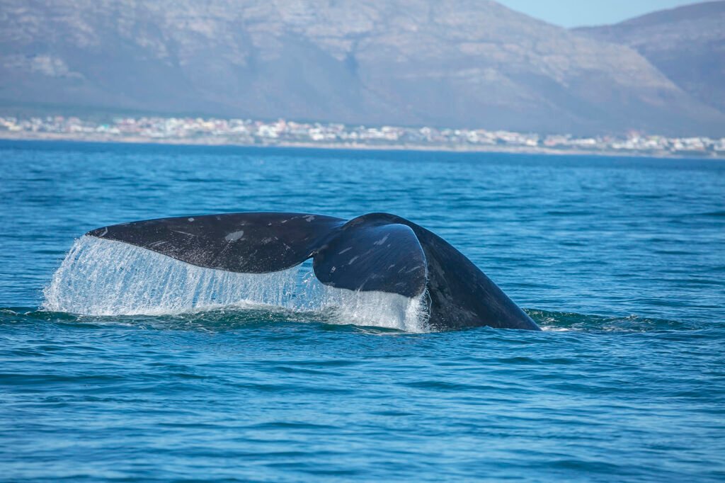 Hermanus-whale-fin